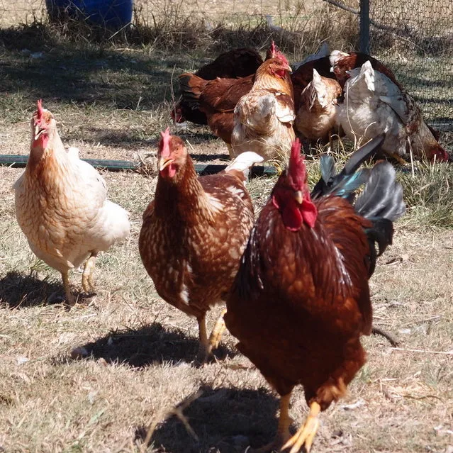 eBook Bundle - Small Farm Essentials