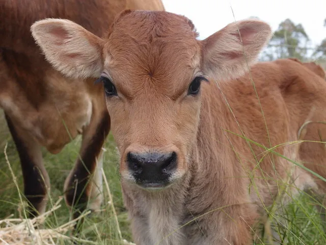 eBook Bundle - Small Farm Essentials