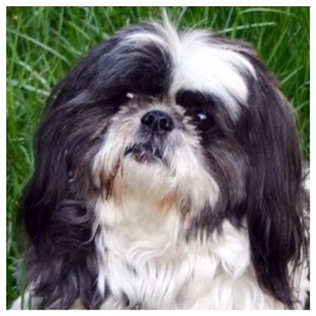 Macie  - Shihtzu