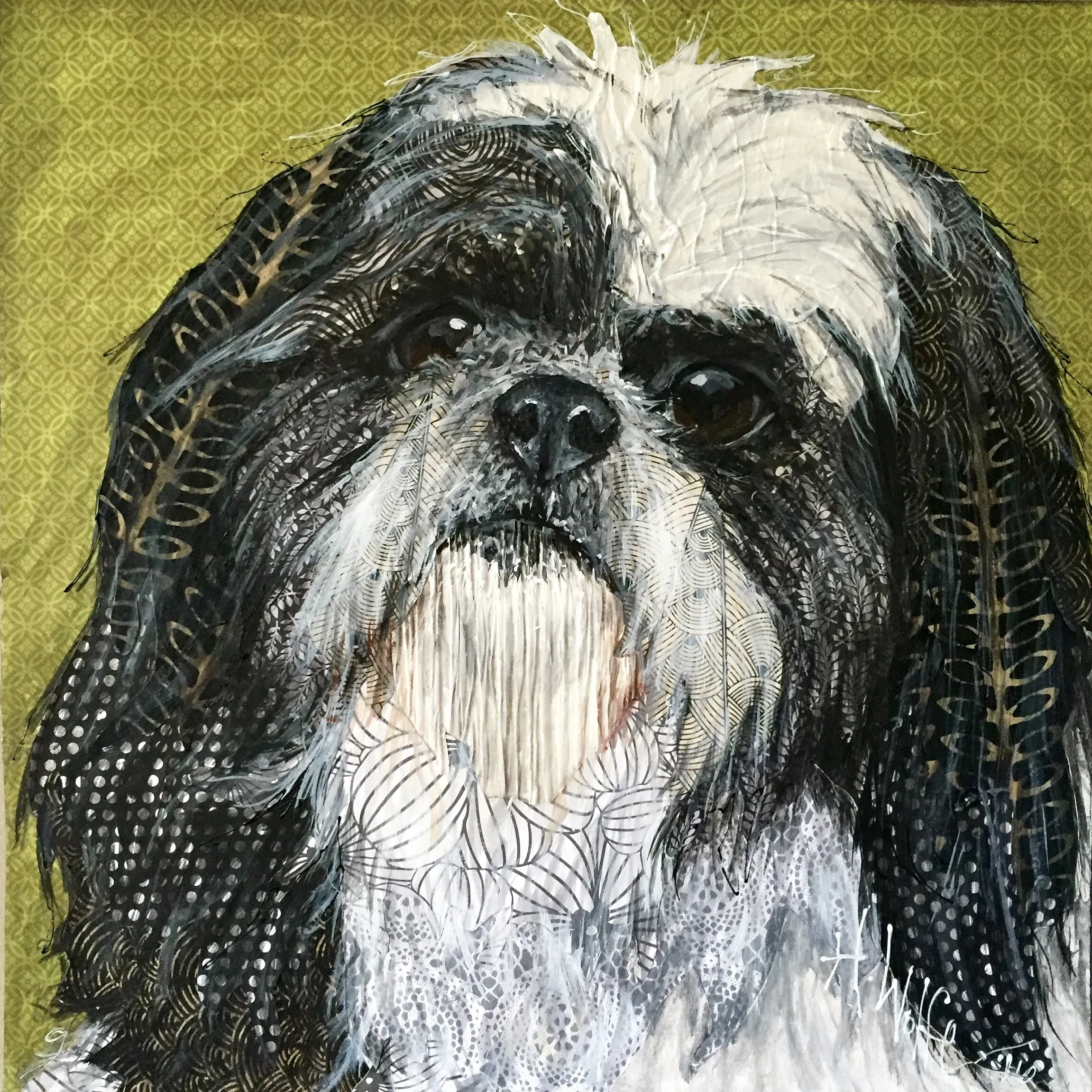 Macie  - Shihtzu