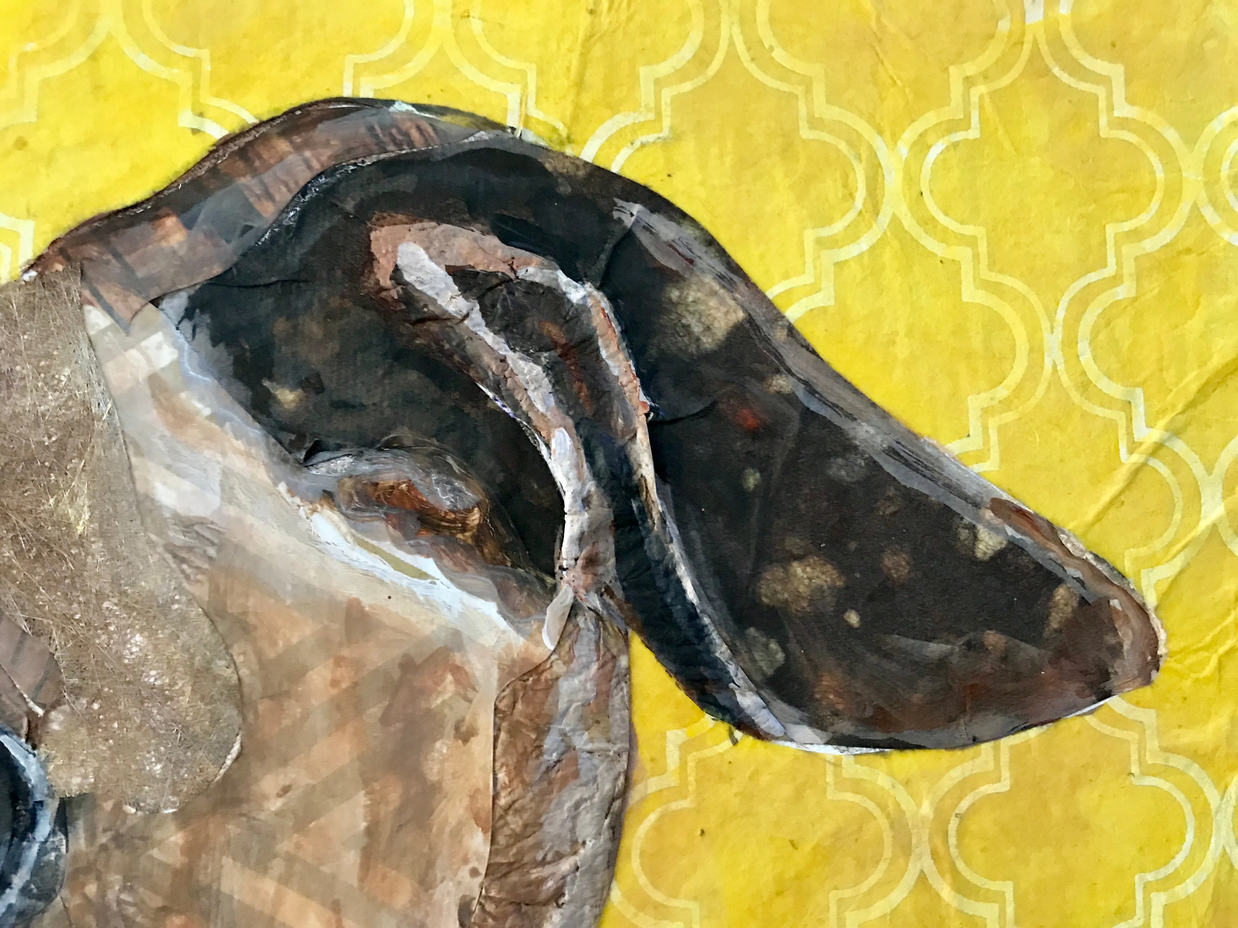 Moose - Italian Greyhound