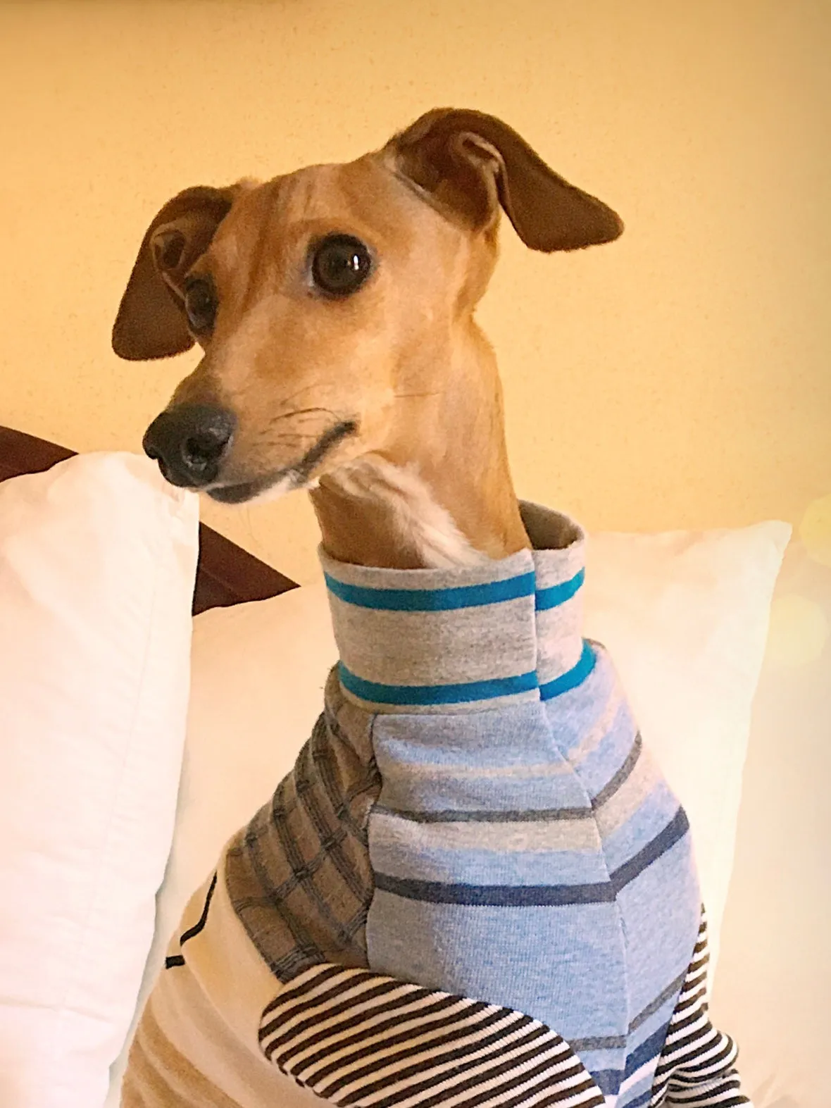 Moose - Italian Greyhound