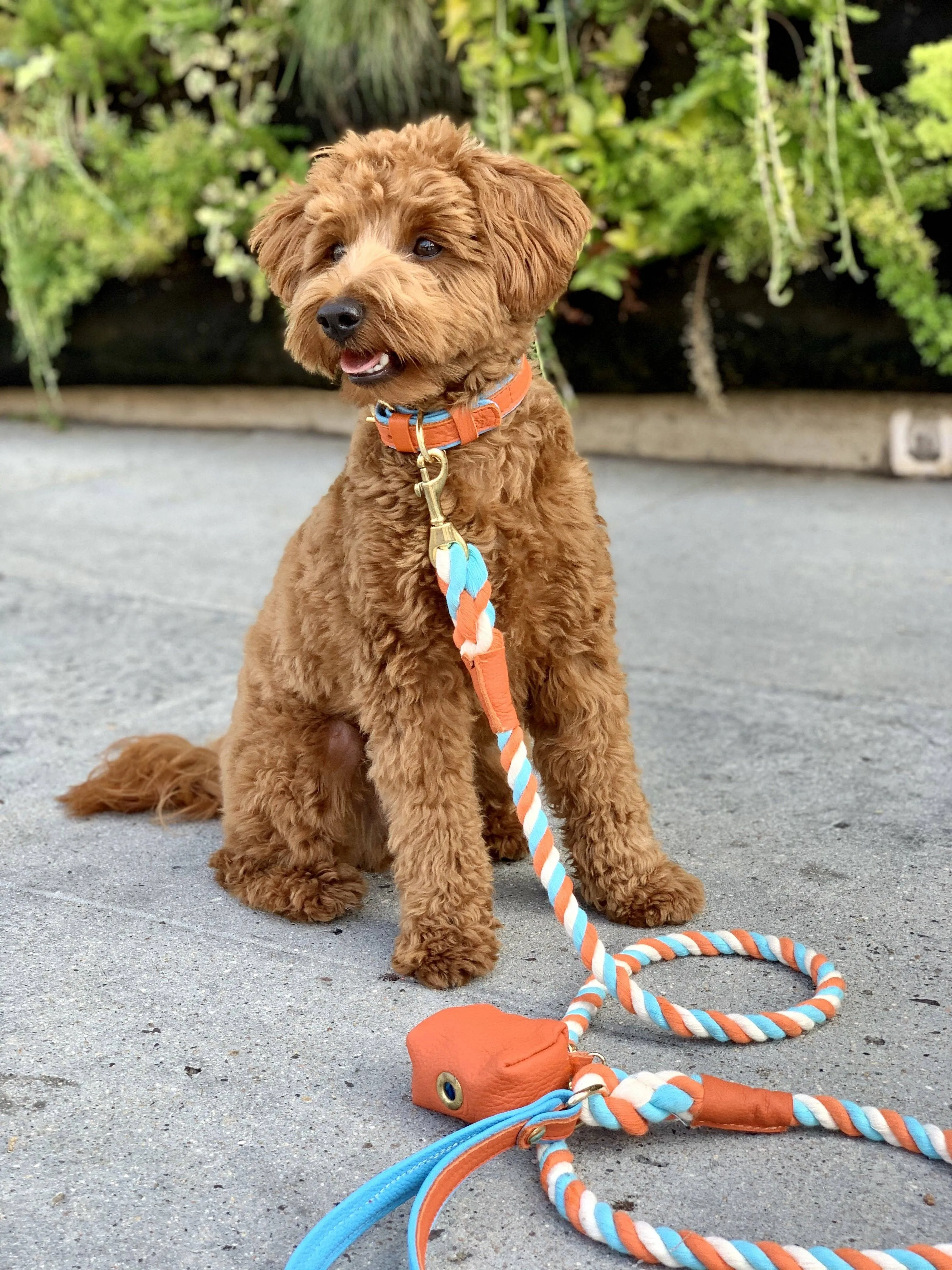 PoisePup - LEASH - VIBRANT SUNSET