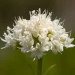 Range of Light - California Valerian - .25 fl oz